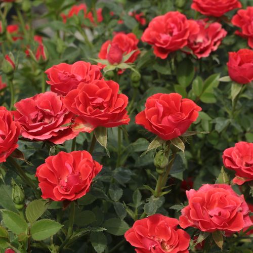 Gärtnerei - Rosa Tara Allison™ - rot - zwergrosen - diskret duftend - Samuel Darragh McGredy IV. - Grell rot, niedrig wachsend, geeignett für Randdekoration vor andere Pflanzen gesetzt